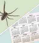Identify a Nursery Web Spider