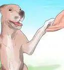 Teach Your Dog to Shake Hands