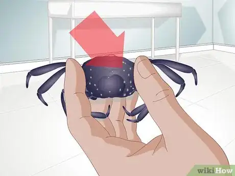 Image titled Take Care of a Purple Thai Devil Crab Step 9