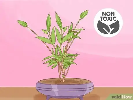 Image titled Are Bonsai Trees Poisonous to Cats Step 10