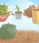 Propagate Your Plants
