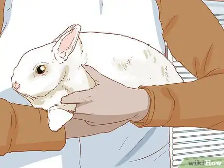 Image titled Handle Rabbits Step 7