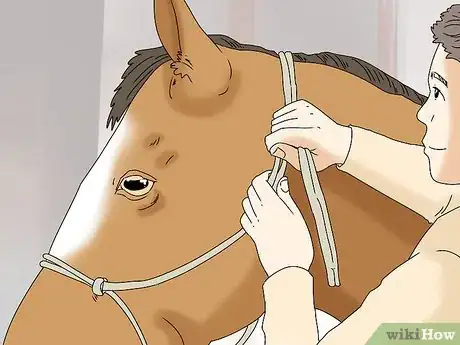 Image titled Teach Your Horse to Back up from the Ground Step 1
