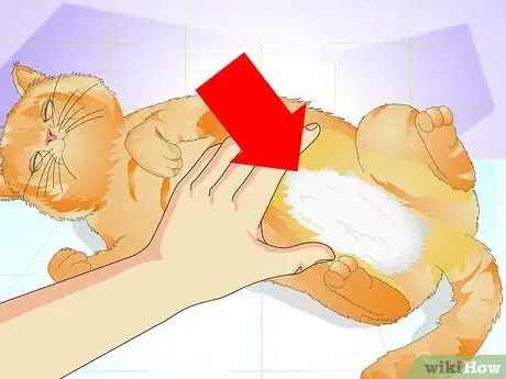 Image titled Tell if a Cat Is Spayed Step 1