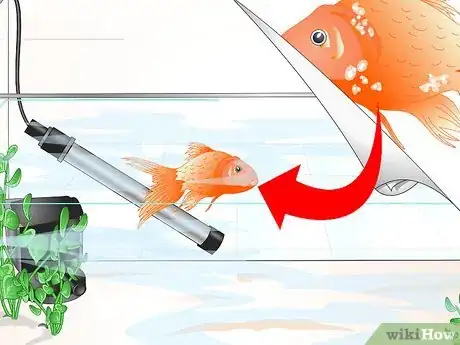 Image titled Cure Goldfish Ich Step 1