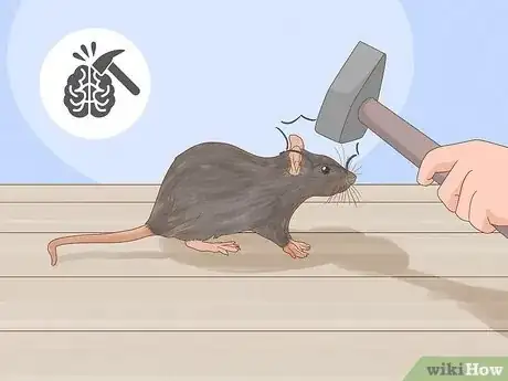 Image titled Humanely Kill a Rodent Step 7