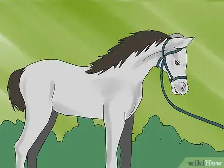 Image titled Teach a Foal to Lead Step 2