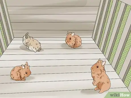 Image titled Care for Lionhead Rabbits Step 3