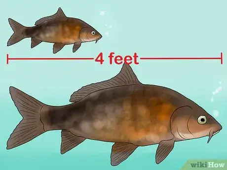 Image titled Keep Bass and Other American Gamefish in Your Home Aquarium Step 17