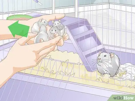 Image titled Care For a Mother Hamster and Her Babies Step 6