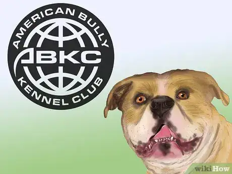 Image titled Enter a Dog in an American Bully Kennel Club (ABKC) Show Step 5