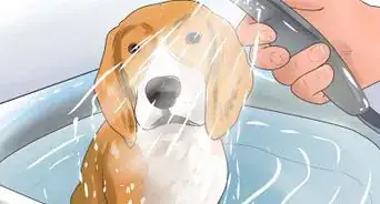 Take Care of a Beagle Puppy
