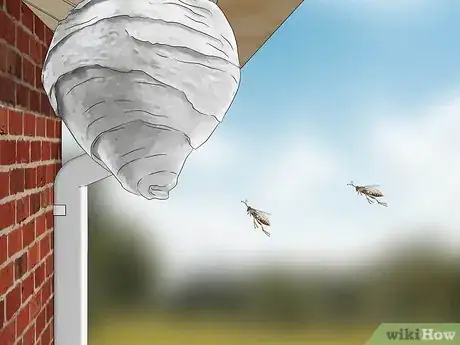 Image titled Get Rid of Paper Wasp Nests Step 4