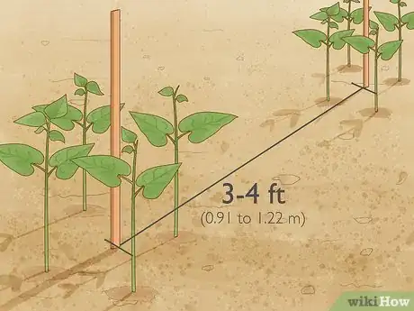 Image titled Grow Beans in Cotton Step 11