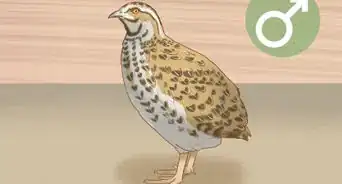 Get Quails to Lay Eggs