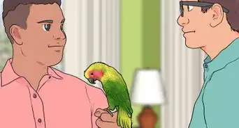 Care for a Molting Parrot