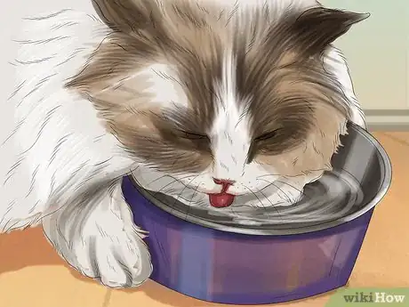 Image titled Care for Ragdoll Cats Step 9