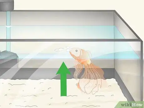Image titled Know when Your Goldfish Is Dying Step 1