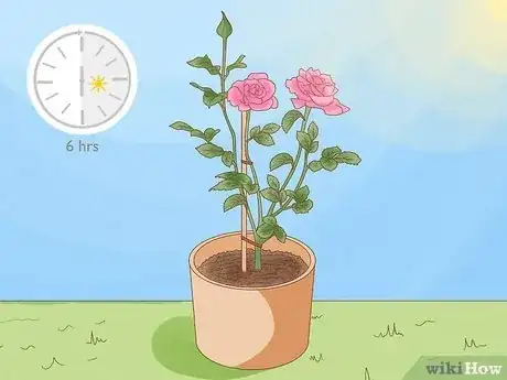 Image titled Grow Roses in Containers Step 12