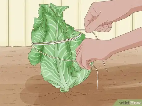 Image titled Grow Cauliflower Step 11