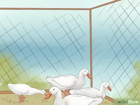 Image titled Breed Ducks Step 9
