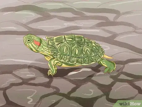 Image titled Catch a Turtle Step 6