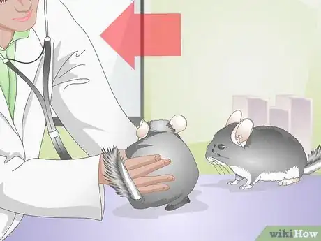 Image titled Breed Chinchillas Step 13