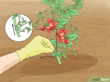 Image titled Grow a Tomato Plant Step 17