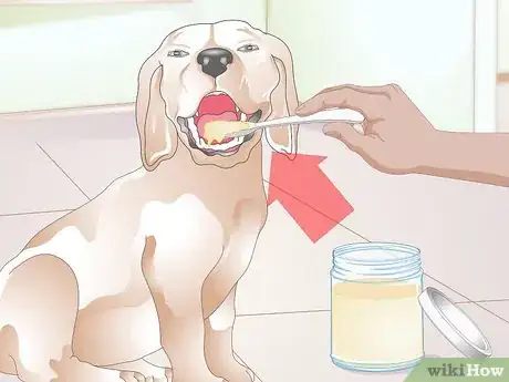 Image titled Cure Kennel Cough in Dogs Naturally Step 6
