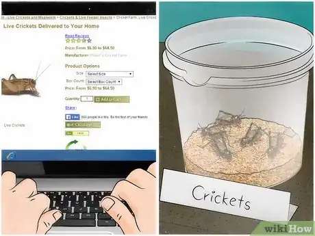 Image titled Feed Crickets to Reptiles Step 1