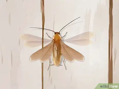 Image titled Identify a Cockroach Step 33