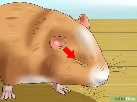 Image titled Help a Hamster With Sticky Eye Step 1