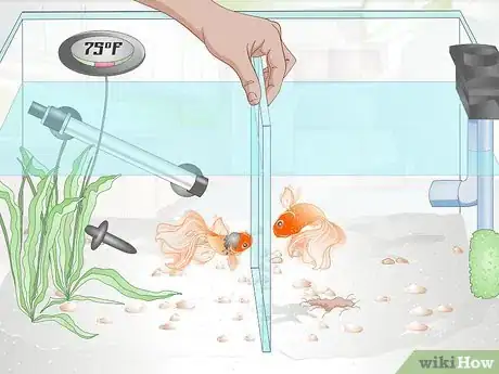 Image titled Care for a Fantail Goldfish Step 10