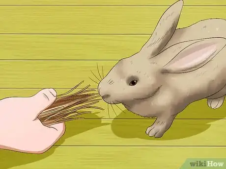 Image titled Stop a Rabbit from Sneezing Step 8
