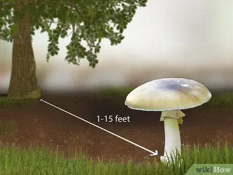 Image titled Identify a Death Cap Mushroom Step 13