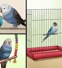 Play With Your Budgie