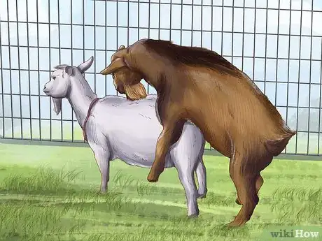 Image titled Raise Nigerian Dwarf Goats Step 10