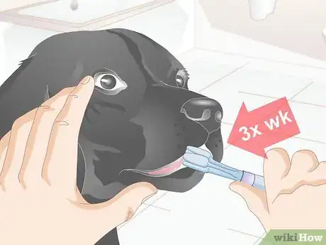 Image titled Clean Your Dog's Teeth Step 10