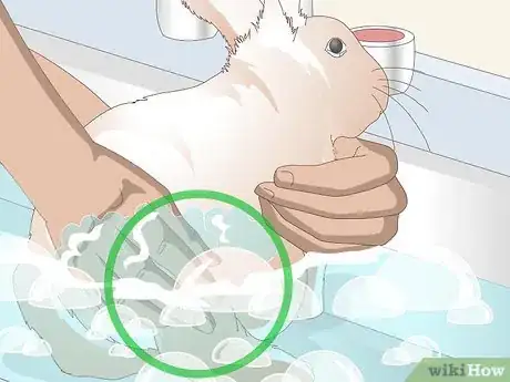 Image titled Keep Your Rabbit's Fur Clean and Untangled Step 12