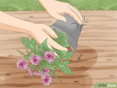 Image titled Plant Mums Step 11