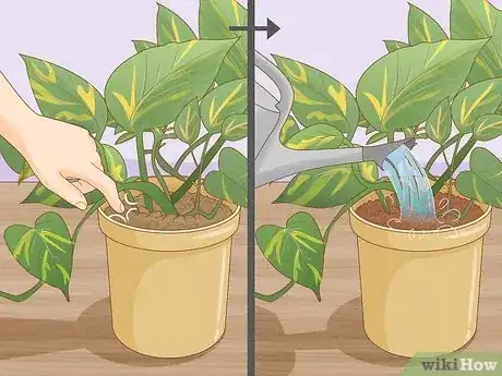 Image titled Repot Pothos Step 10