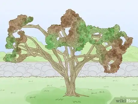 Image titled Know How Long It Takes for a Tree to Grow Step 10
