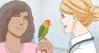 Keep a Lovebird As a Pet