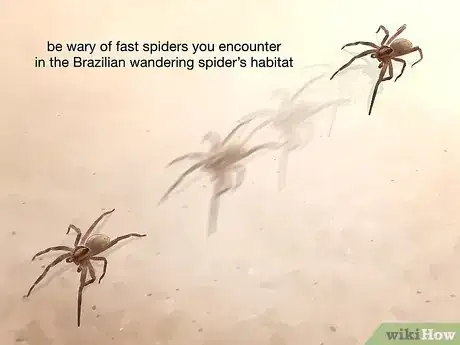 Image titled Identify Spiders Step 11