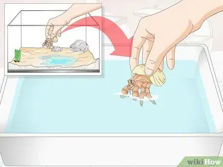 Image titled Give Your Hermit Crab a Bath Step 5