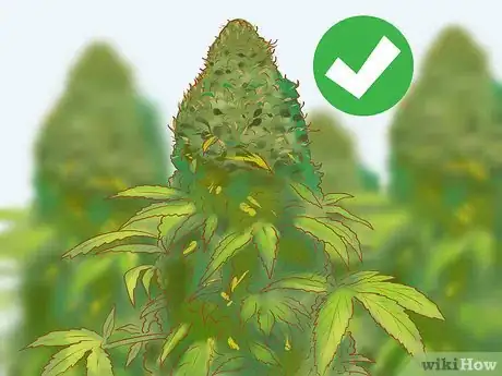 Image titled Trim Marijuana Step 4