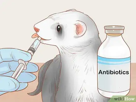 Image titled Treat Diarrhea in Ferrets Step 4