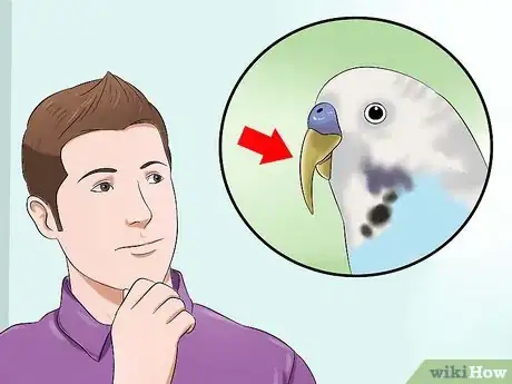 Image titled Trim a Bird's Beak Step 1