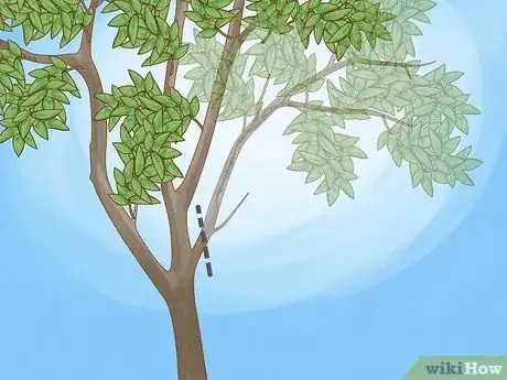 Image titled Prune Guava Trees Step 2