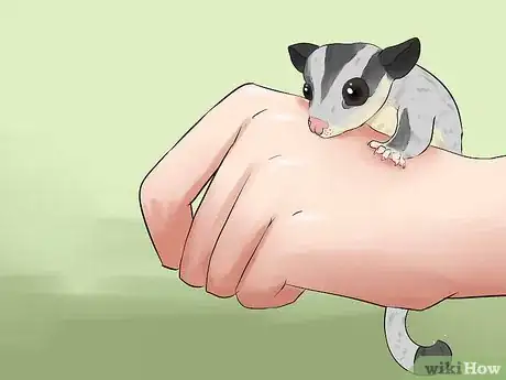 Image titled Care for a Sugar Glider Step 3